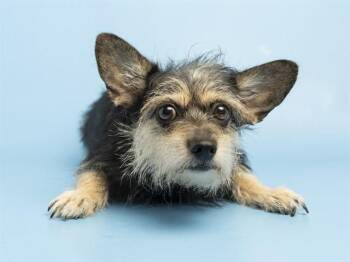 MAMACITA -  Chihuahua Dog for Adoption in Phoenix, Arizona - MAMACITA | PetCurious