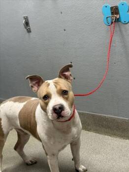 Rescue Pit Bull Terrier Dogs for Adoption in Las Vegas, Nevada - BRONZE | PetCurious