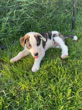 N4 Toad -  Great Pyrenees and Collie Dog for Adoption in Ashland, Wisconsin - N4 Toad | PetCurious