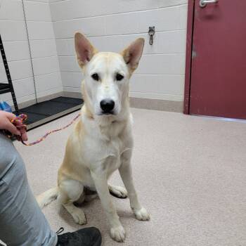Rescue Husky and Mixed Breed Dogs for Adoption in Ardmore, Oklahoma - Kosmo | PetCurious