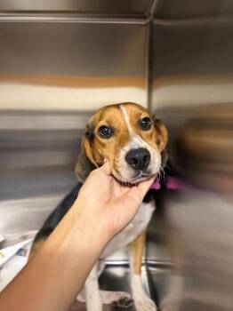 Pollie -  Beagle Dog for Adoption in Aiken, South Carolina - Pollie | PetCurious