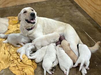 GG and her 8 Babies -  Labrador Retriever Dog for Adoption in Blairstown, New Jersey - GG And Her 8 Babies | PetCurious
