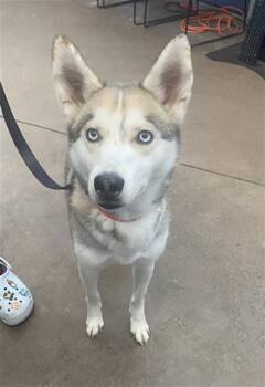 Mixed Breed Dogs Available for Adoption in Dallas, Texas - BENTLEY | PetCurious