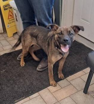 Rescue Belgian Shepherd Malinois Dogs for Adoption in Hollister, Missouri - Petunia | PetCurious