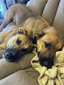 Rescue Black Mouth Cur and Labrador Retriever Dogs for Adoption in Magnolia Springs, Alabama - Tiger | PetCurious