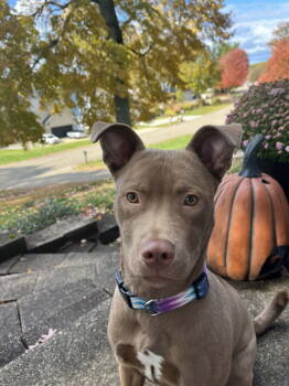 Rescue Pit Bull Terrier and Labrador Retriever Dogs for Adoption in Cuyahoga Falls, Ohio - Maisy | PetCurious