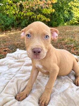 Tater Tot (2026) -  Pit Bull Terrier and Mixed Breed Dog for Adoption - Tater Tot (2026) | PetCurious