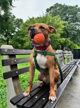 LEGEND -  American Staffordshire Terrier Dog for Adoption in Huntington, New York - LEGEND | PetCurious