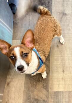 Jack Russell Terrier Dogs Available for Adoption in Wauseon, Ohio - Lucy | PetCurious