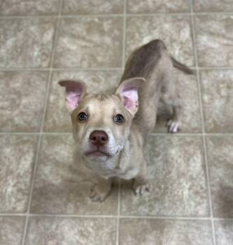 Mixed Breed Dogs Available for Adoption - Rio  | PetCurious