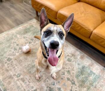 German Shepherd Dog and Labrador Retriever Dogs Available for Adoption - Kaiser Cruz Ready For The Good Life | PetCurious