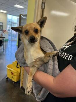 Rescue Chihuahua Dogs for Adoption in Rockwall, Texas - Found Stray: Timber | PetCurious