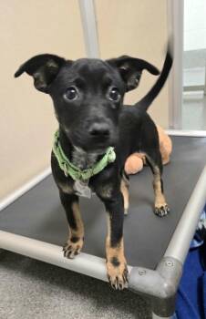 Hydrangea -  Shepherd and Australian Cattle Dog Blue Heeler Dog for Adoption in Bellevue, Washington - Hydrangea | PetCurious