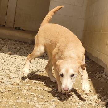 CAROLYN 9993 -  Mixed Breed Dog for Adoption in Loxahatchee Groves, Florida - CAROLYN 9993 | PetCurious