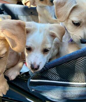 Jefree -  Mixed Breed and Chihuahua Dog for Adoption in Los Angeles, California - Jefree | PetCurious