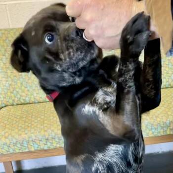 Marble -  Shar Pei Dog for Adoption in West Milford, New Jersey - Marble | PetCurious