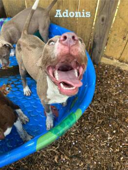 Rescue American Staffordshire Terrier Dogs for Adoption in Spring, Texas - Adonis | PetCurious