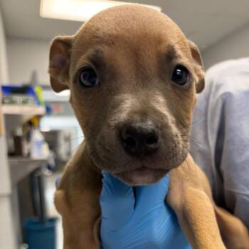 Pup 4 -  Mixed Breed Dog for Adoption in Greenville, South Carolina - Pup 4 | PetCurious