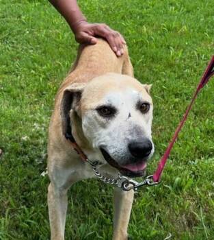 Paramore -  Labrador Retriever and Hound Dog for Adoption in Washington, District Of Columbia - Paramore | PetCurious