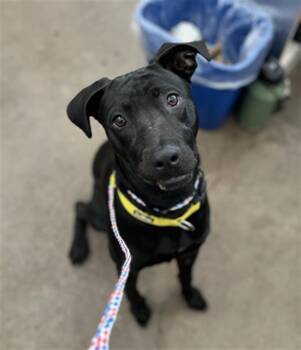 STORM -  Mixed Breed Dog for Adoption in Dallas, Texas - STORM | PetCurious