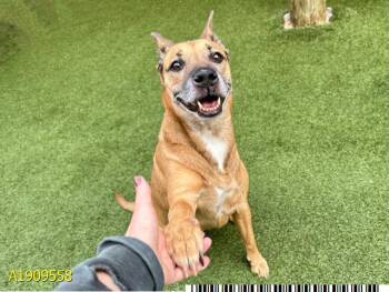 Mixed Breed Dogs Available for Adoption in West Palm Beach, Florida - NELLY | PetCurious