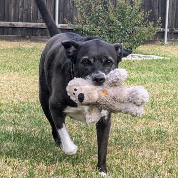 Stella -  Pit Bull Terrier and Black Labrador Retriever Dog for Adoption in Dallas, Texas - Stella | PetCurious