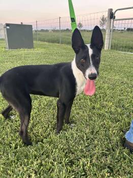 Rescue Australian Kelpie Dogs for Adoption in Harlingen, Texas - Keeper | PetCurious
