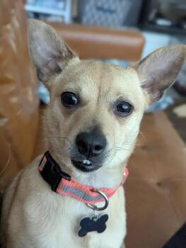 Chihuahua Dogs Available for Adoption - Lyonel | PetCurious