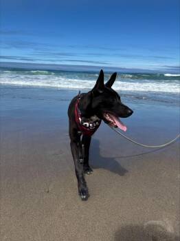 Roy -  Border Collie and Mixed Breed Dog for Adoption in Portland, Oregon - Roy | PetCurious