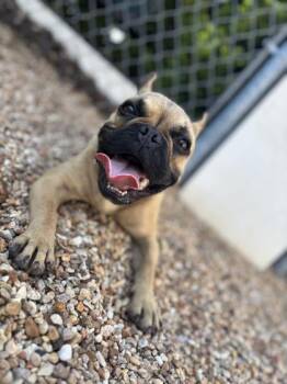 YoYo -  French Bulldog and Mixed Breed Dog for Adoption in New Orleans, Louisiana - YoYo | PetCurious