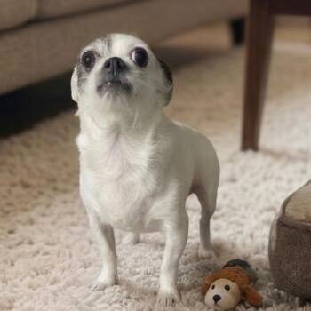 Sugarbean -  Terrier Dog for Adoption in Pittsfield, Illinois - Sugarbean | PetCurious