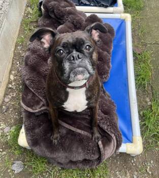 Boxer and Boston Terrier Dogs Available for Adoption - Tessa | PetCurious