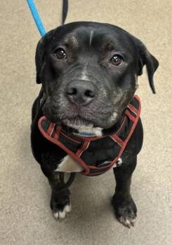Nancy -  Mixed Breed Dog for Adoption in Chamblee, Georgia - Nancy | PetCurious