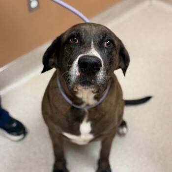 American Staffordshire Terrier and Chocolate Labrador Retriever Dogs Available for Adoption - Fred | PetCurious