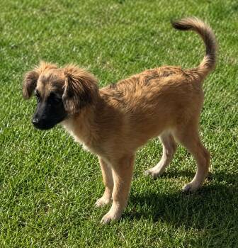 Shasta -  Australian Shepherd and Standard Poodle Dog for Adoption in Liverpool, Texas - Shasta | PetCurious