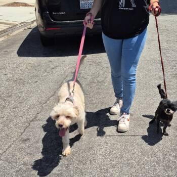 Indigo Girl with Timmy -  Shih Tzu Dog for Adoption in Manhattan Beach, California - Indigo Girl With Timmy | PetCurious