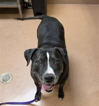 Pit Bull Terrier and Labrador Retriever Dogs Available for Adoption in Cookeville, Tennessee - BROGIE | PetCurious