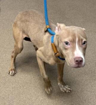 Endive -  Mixed Breed Dog for Adoption in Chamblee, Georgia - Endive | PetCurious