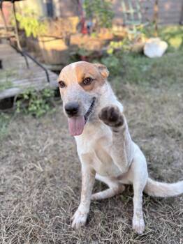 Rescue Australian Cattle Dog Blue Heeler Dogs for Adoption in Fort Worth, Texas - Reid | PetCurious