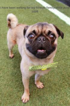 Kelp -  Pug Dog for Adoption in Gardena, California - Kelp | PetCurious