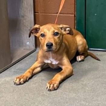 Juno -  Mixed Breed Dog for Adoption in Hamilton, Georgia - Juno | PetCurious