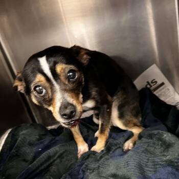 Chihuahua Dogs Available for Adoption in Yuma, Arizona - Jock | PetCurious