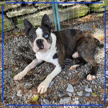 Henrik -  Boston Terrier Dog for Adoption in Sinking Spring, Pennsylvania - Henrik | PetCurious