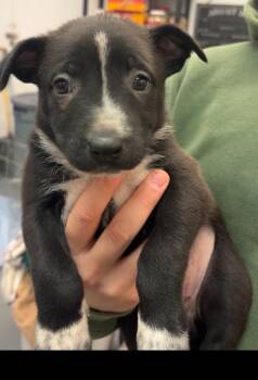 Pit Bull Terrier and Mixed Breed Dogs Available for Adoption - Kane | PetCurious