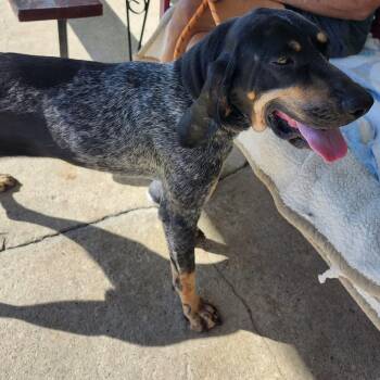 Willow -  Bluetick Coonhound Dog for Adoption in Trenton, Missouri - Willow | PetCurious