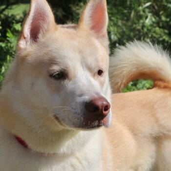 Star Fox -  Mixed Breed Dog for Adoption in Allentown, Pennsylvania - Star Fox | PetCurious