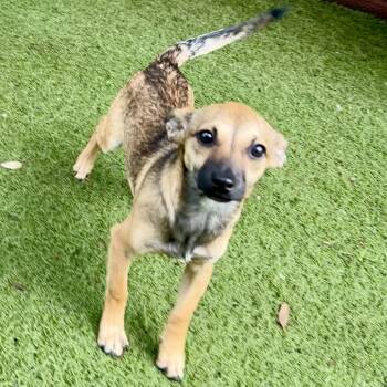 Rescue Chihuahua Dogs for Adoption in Sonoma, California - Fox | PetCurious