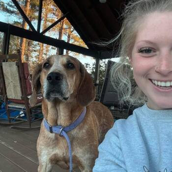 Daisy -  Hound Dog for Adoption in Opelika, Alabama - Daisy | PetCurious