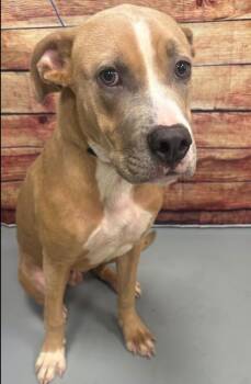 AC-5368 "Casper" -  Hound and Pit Bull Terrier Dog for Adoption in Conyers, Georgia - AC-5368 "Casper" | PetCurious