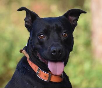 Rescue Terrier Dogs for Adoption - Natasha Cloud | PetCurious